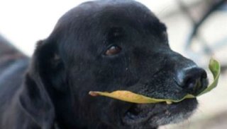 Video. La historia de "Negro", el perro que cambia hojas secas por galletitas en el kiosco