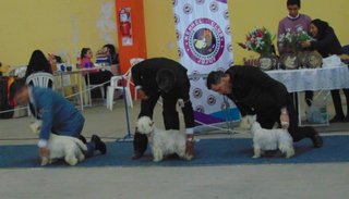 Hoy habrá nueva exposición de canes del Kennel Club Jujuy