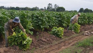 Tabacaleros recibieron 219 millones de pesos del Fondo Especial del Tabaco