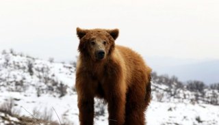 Apedrean a un oso hasta hacerlo caer de una montaña