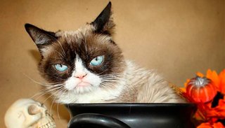 Falleció la "celebridad" de las redes sociales "Grumpy Cat"