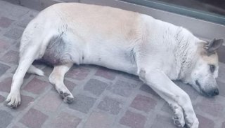 Calor de hogar, la última esperanza para dos conocidos perritos salteños