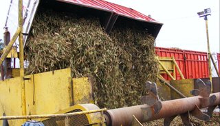 Con expectativas de crecimiento Ledesma inicia el martes la zafra