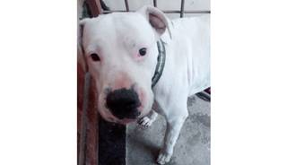Perro héroe: atrapó un ladrón en barrio Tupac Amaru