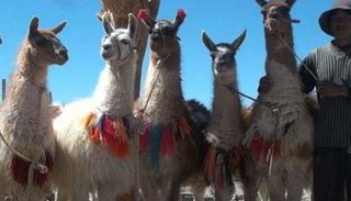 Piden una parada más larga del Tren
