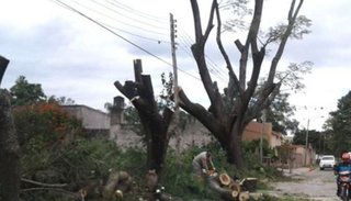 Indignación de vecinos por la poda brutal de seis tarcos