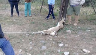 Rescataron a un puma que estaba atado en el fondo de una vivienda