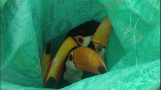 Caen dos personas que intentaban vender tucanes, patos y loros