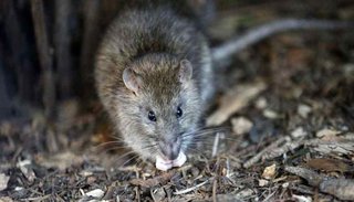 Tres niños internados en grave estado por intoxicación con veneno para ratas