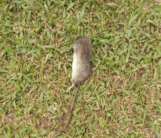 Preocupación por caso de hantavirus en la escuela 138