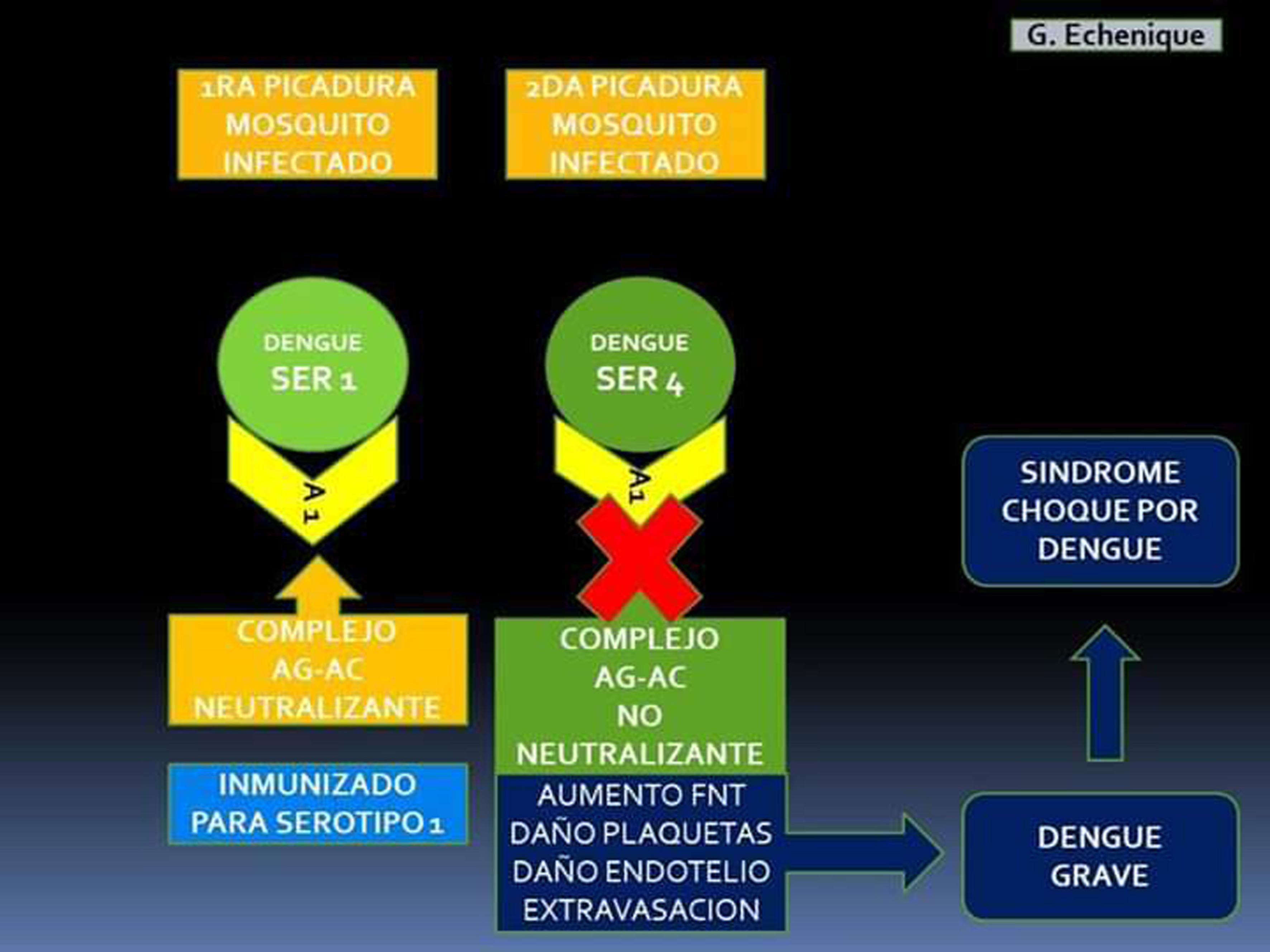 Preocupa El Ingreso Del Serotipo 4 De Dengue