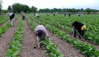 Tabaco en Jujuy: ¿cuál es el salario mínimo que fijó Nación para los trabajadores?