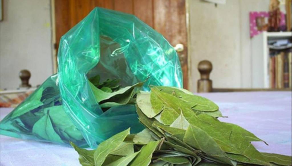 Jujuy y Salta darán gratis hojas de coca