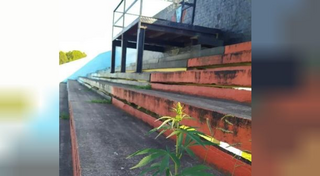 Dos meses sin fútbol y en la tribuna de una cancha del ascenso creció marihuana 