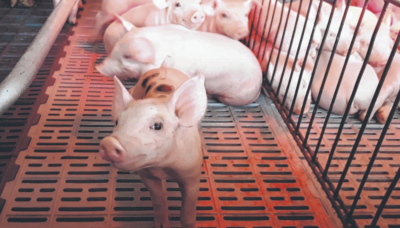 https://us.cdn.eltribuno.com/052021/1619897819241/cerdo.jpg