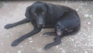 VIDEO.Piden ayuda para llevar a la veterinaria a un perro que llora por sus heridas