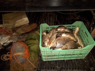 Demoran a pescadores furtivos en Palma Sola