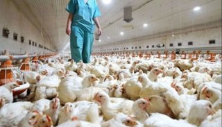 Francia sacrificó 16 millones de aves