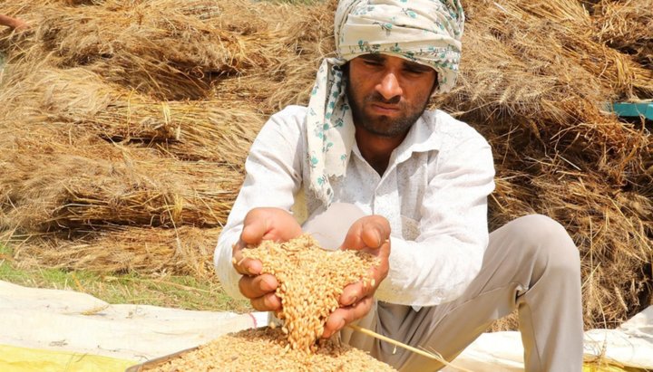 India prohibió sus exportaciones de trigo