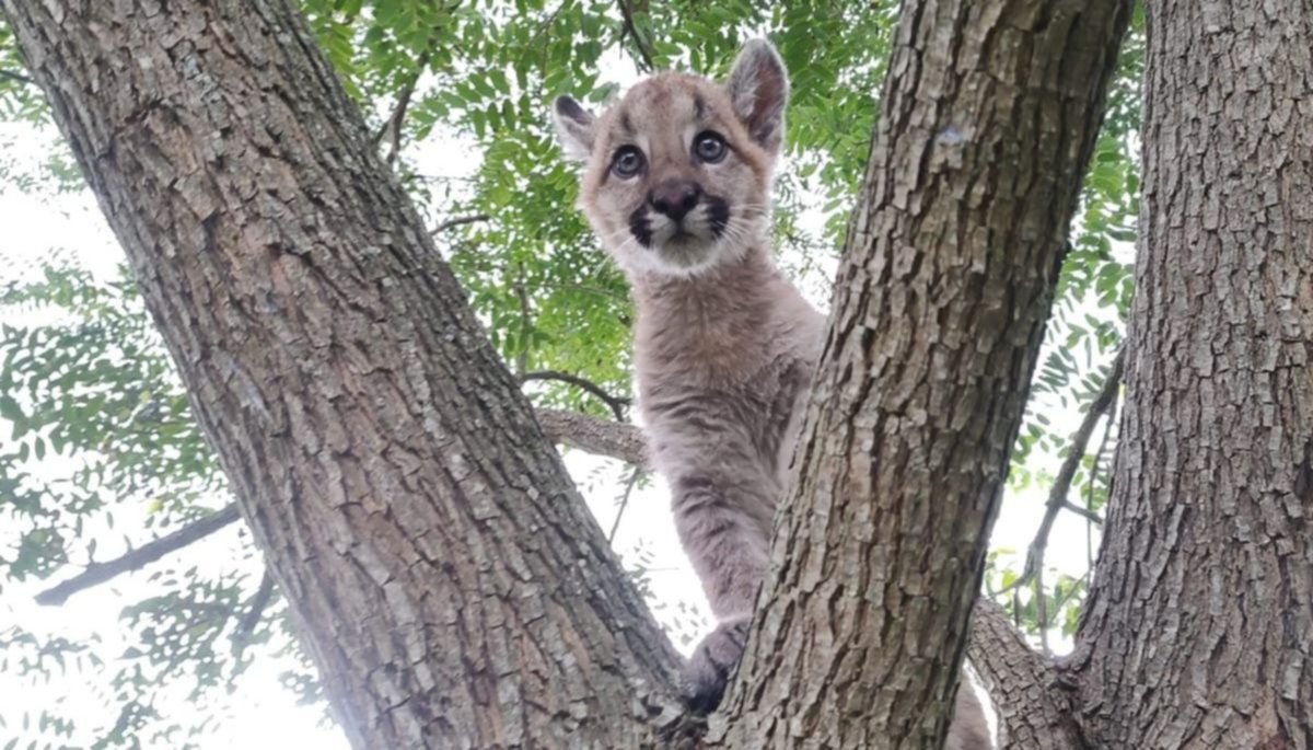 Sorprendente rescate de una cría de puma en Abra Pampa!