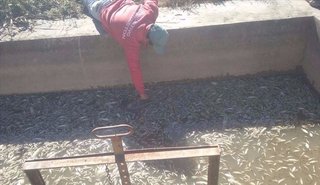 Reclamaron por la mortandad de peces