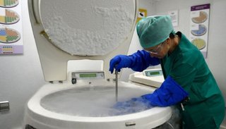Argentina amplía la exportación de semen bovino a Kenia
