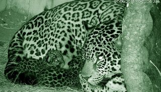 Video. Dos cachorros de yaguareté dan esperanza a la conservación de la especie