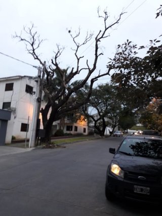 Un enorme ceibo en Av. Belgrano al 2400 corre peligro de desplomarse