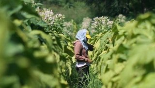 La crisis del sector tabacalero preocupa a los productores