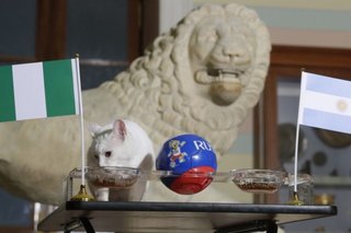 Malas noticias: el gato Aquiles pronosticó que Nigeria le ganará a la Selección Argentina