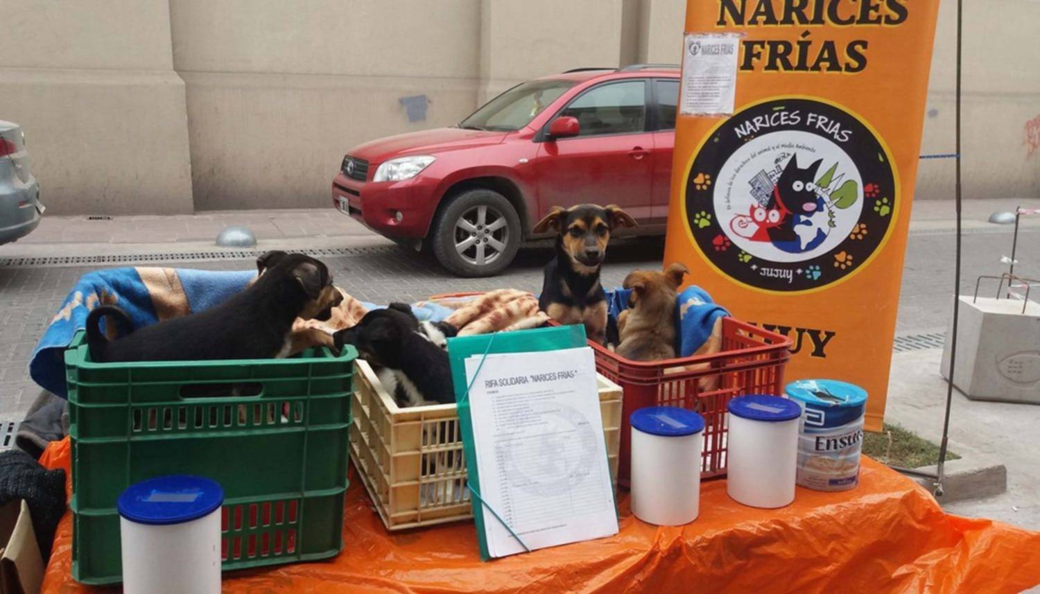 La Fundación "Narices Frías" acentúa labor por las mascotas