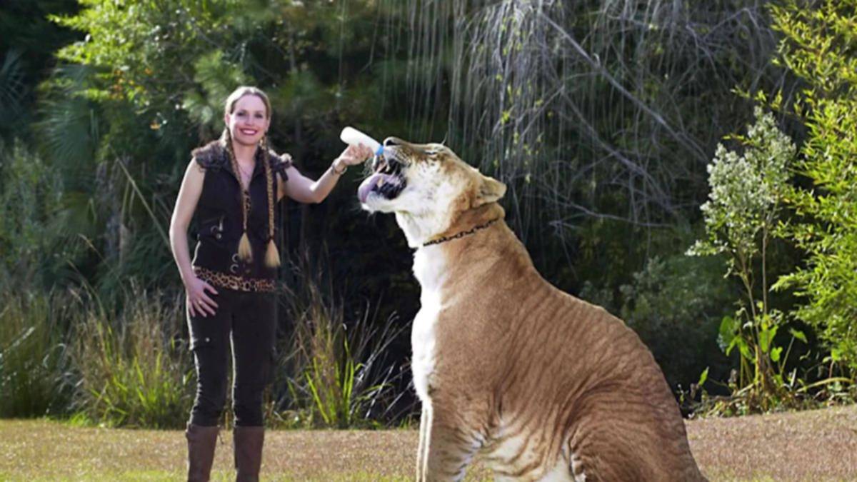 El híbrido entre león y tigresa que asombra por su tamaño El híbrido entre león y tigresa que asombra por su tamaño