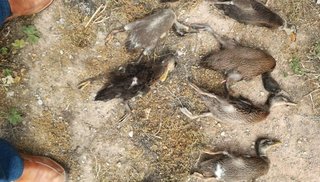 Salieron de bailar y agarraron a patadas a una familia de patos hasta matarlos