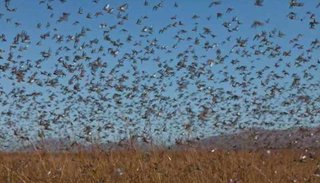 Preocupa el alerta por la llegada de una plaga de langostas