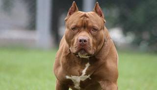 Un pitbull salva a un bebé de un incendio arrastrándole por el pañal