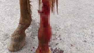 Grave herida de una yegua que metió su pata en un agujero ubicado en plena calle
