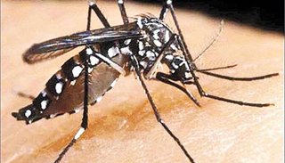 Casos positivos de dengue ya suman 508 en Jujuy