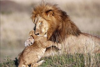 La imagen que enternece al mundo: Mufasa y Simba en la vida real 