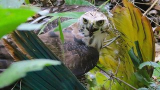 Galería: Hallan en la "Ciudad Perdida" de Honduras animales supuestamente extintos