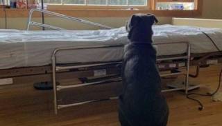 La foto más triste del mundo: su dueño murió pero el perrito lo sigue esperando en el hospital