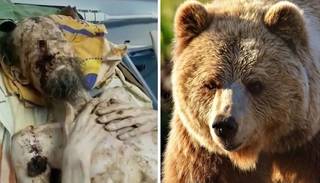 Sobrevivió un mes en la guarida de un oso: "Me guardó como comida"