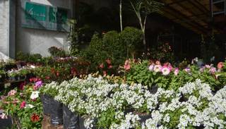 Viveros también sienten las bajas en sus ventas