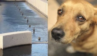 Conmoción por un perro que murió congelado en una fuente