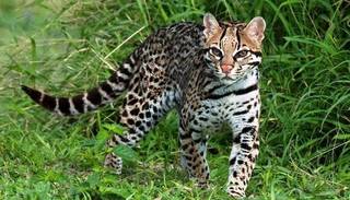Denuncian la matanza de un ocelote en Jujuy