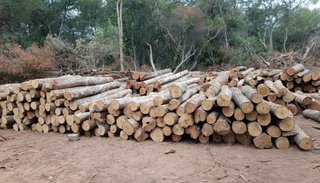 Sigue la depredación forestal en las fincas que administra la  UBA en la frontera con Bolivia