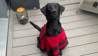 Rocco, el perrito salteño ya está en Frankfurt: recibió un poncho y un regalo para su adoptante