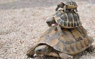 Cómo alimentar a las tortugas en cautiverio