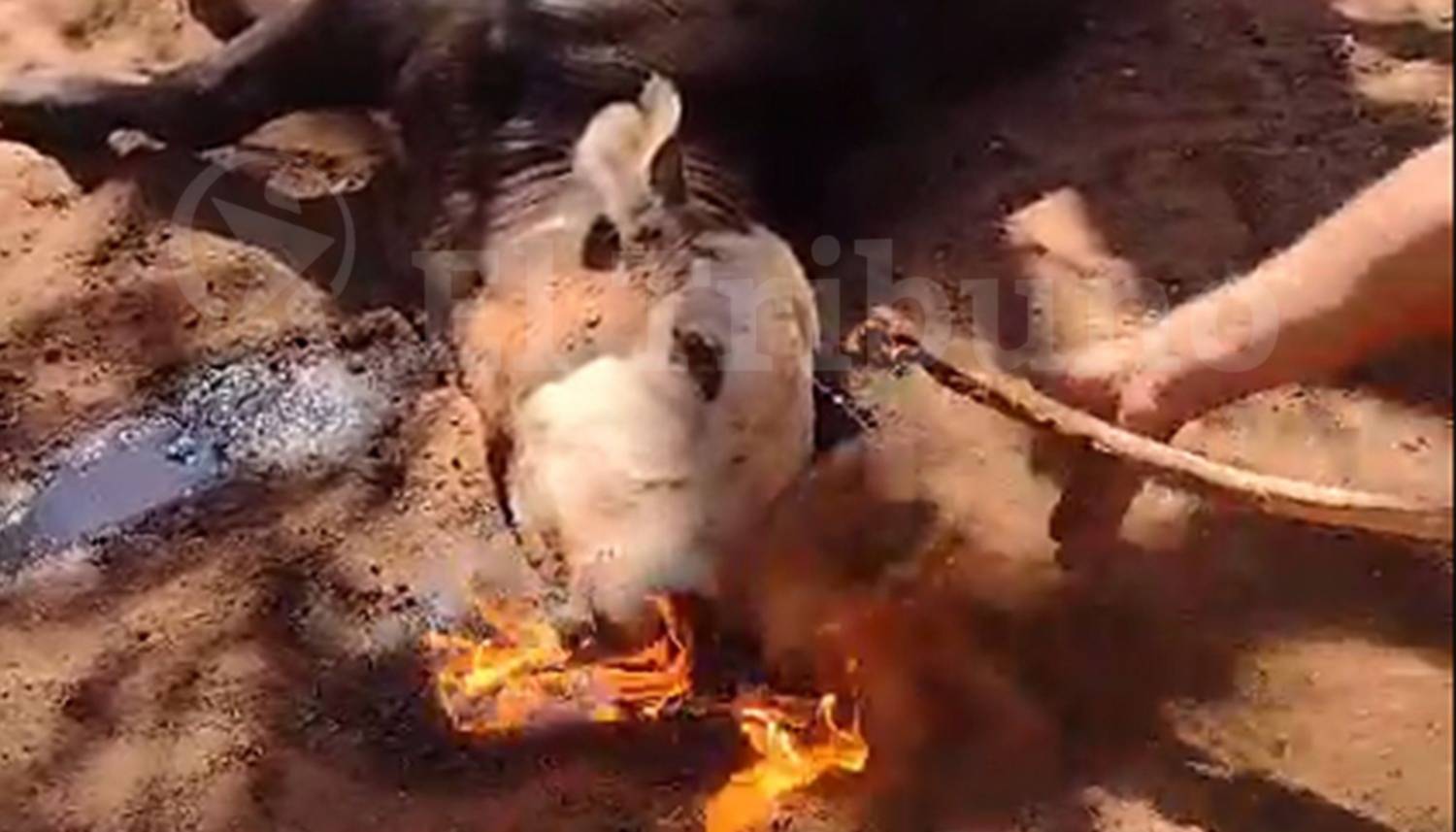 VIDEO Derrame del pozo petrolero: "El vómito de una vaca se prende fuego, vamos a perder a los animales"