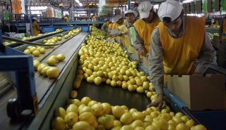 Pallets de limones norteños se exportan por primera vez a los Estados Unidos