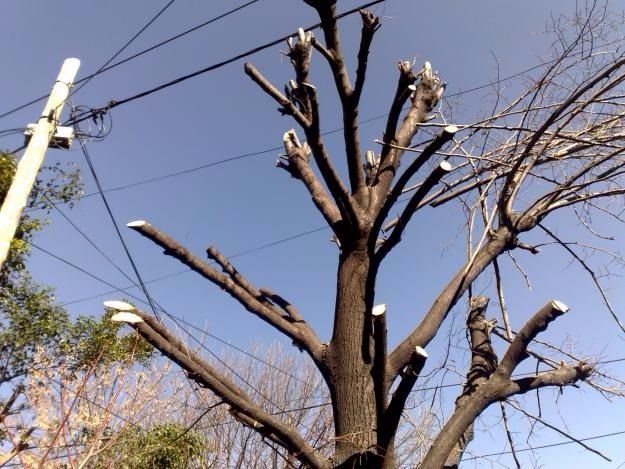 Temporada de poda de árboles